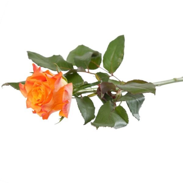 Ручни букет - Image 5